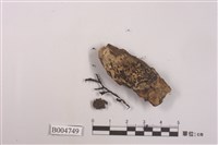 藏品(瘤綿腹衣)的圖片